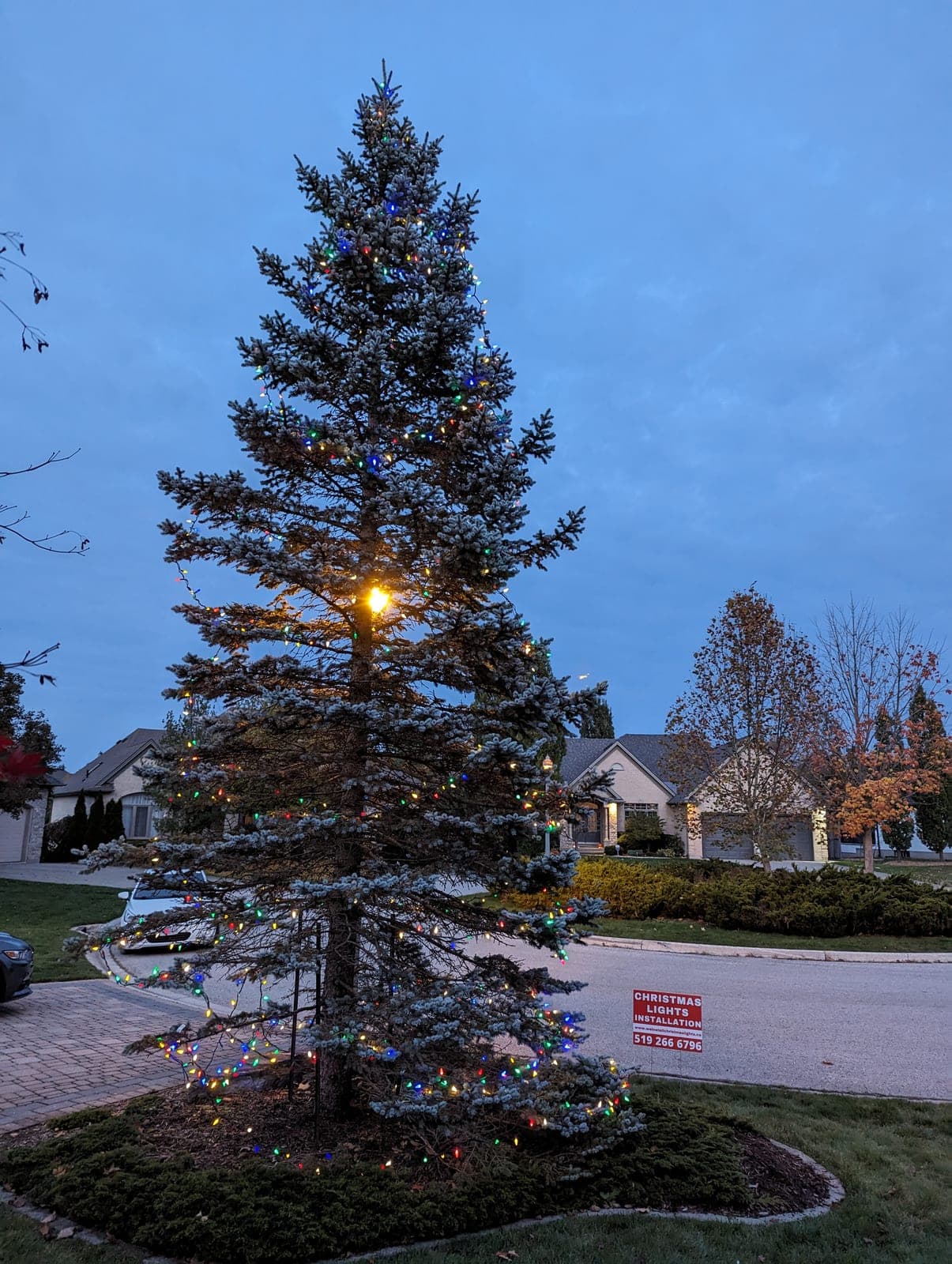 Towering spruce tree glowing with multicolour Christmas lights at dusk in a residential front yard