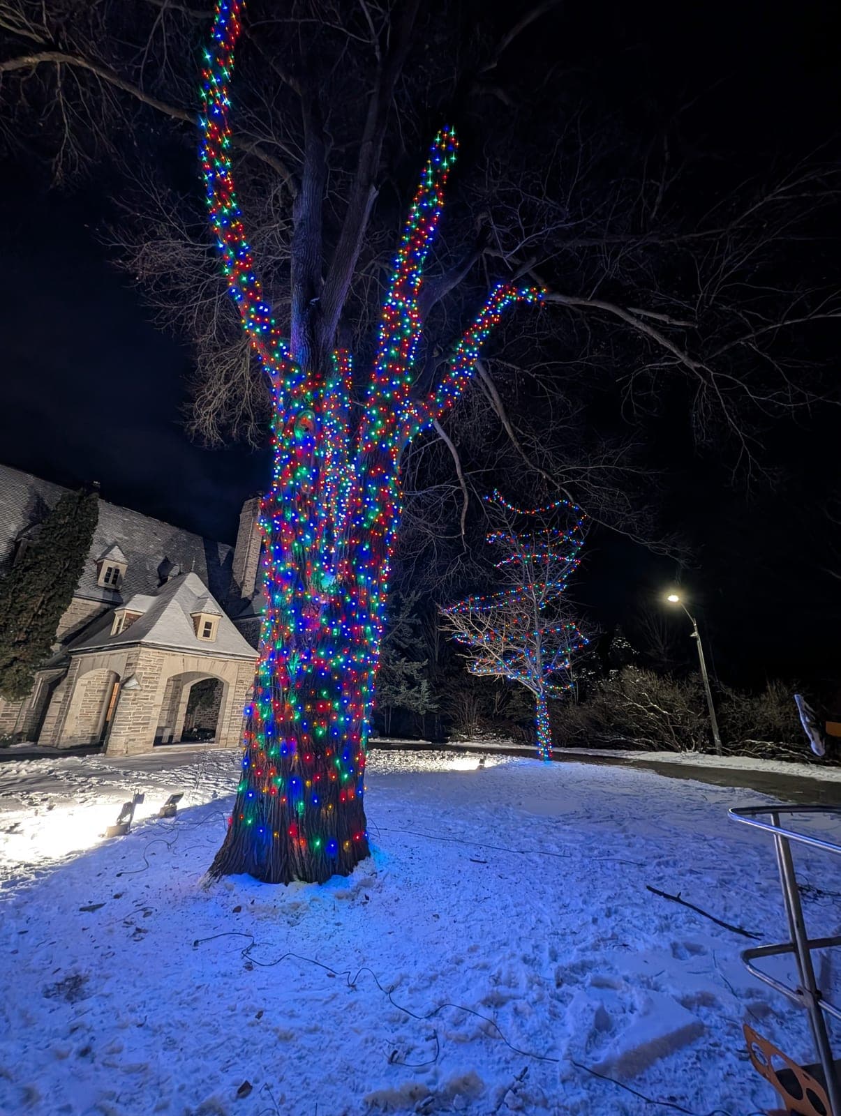 Mature tree wrapped trunk-to-branch in multicolour LED lights beside a stone building in winter