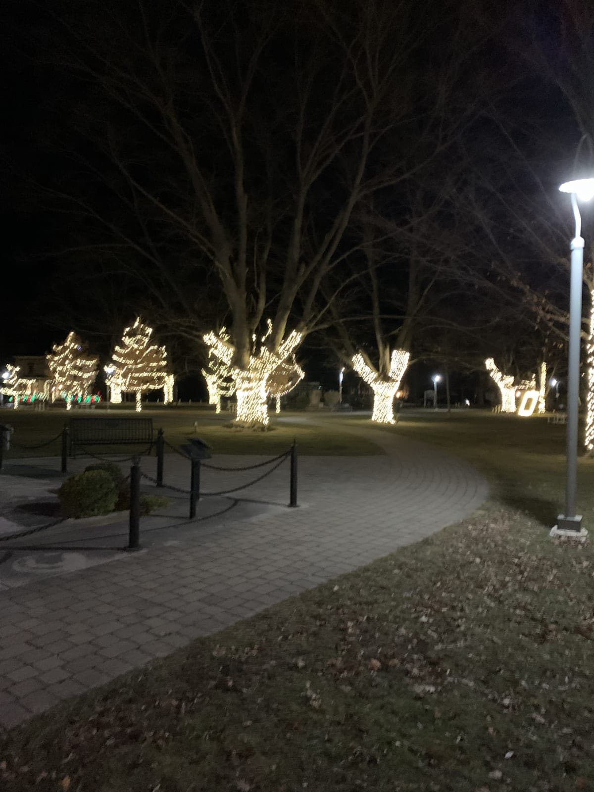 Park pathway lined with trees wrapped in warm-white Christmas lights at night