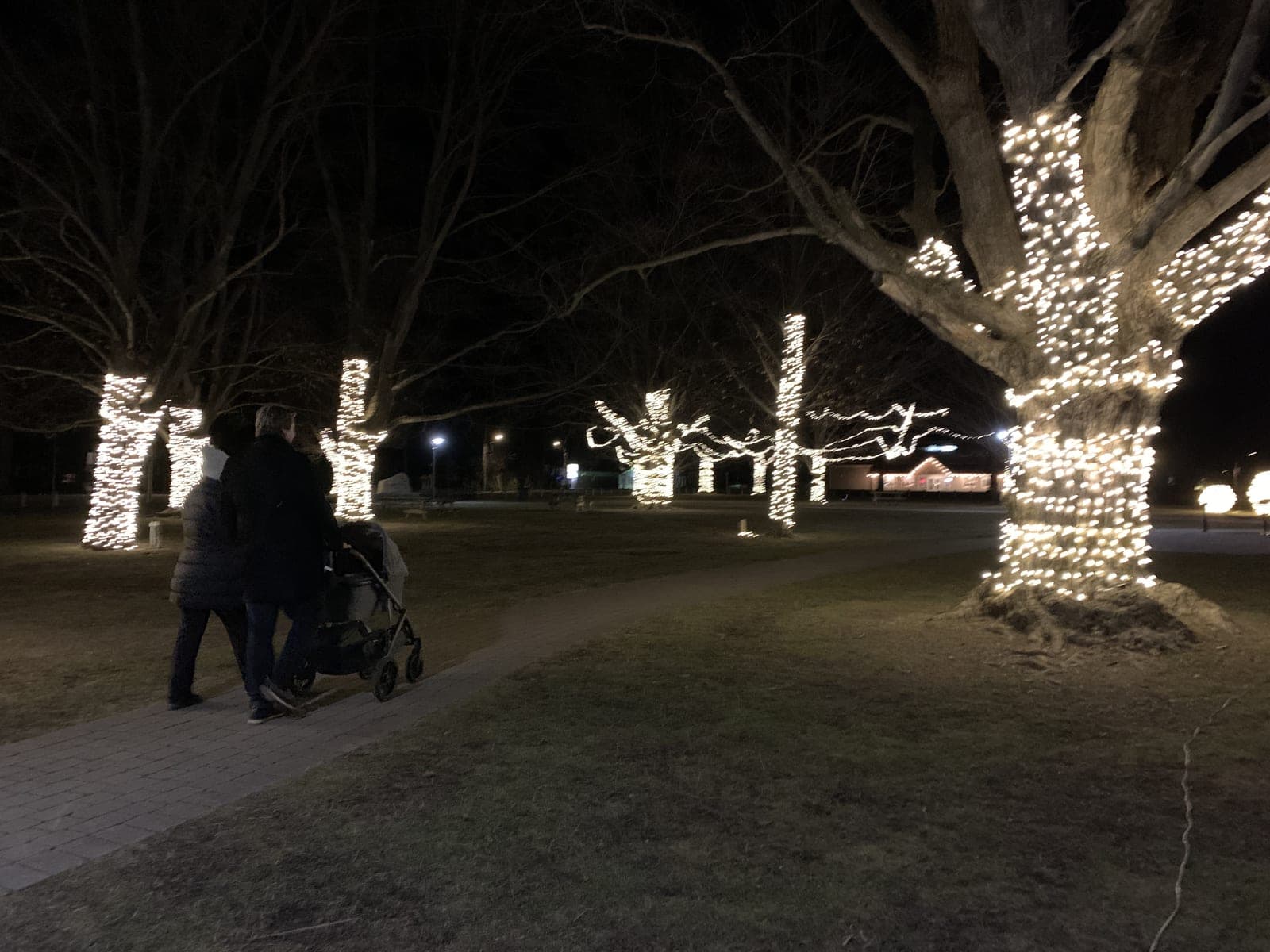 Mature park trees wrapped in warm white Christmas lights glowing after dark.