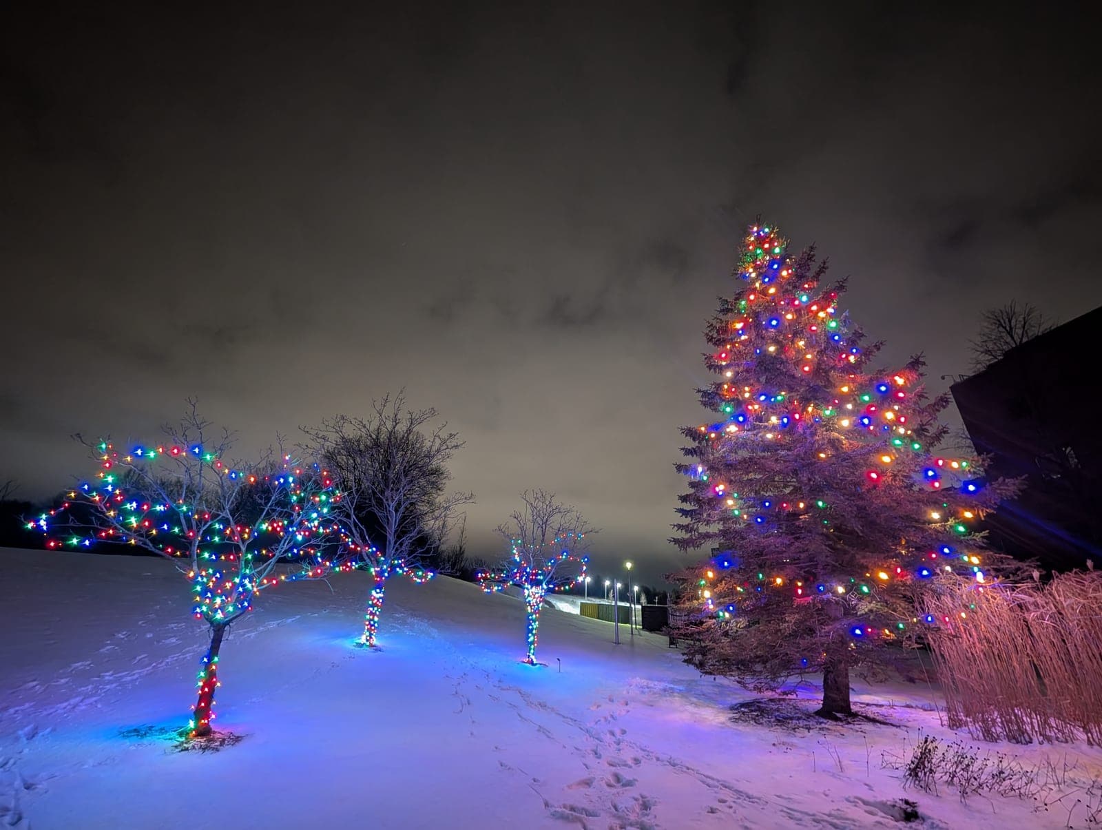 Several bare trees and a tall evergreen wrapped in colourful Christmas lights across a snowy park at night