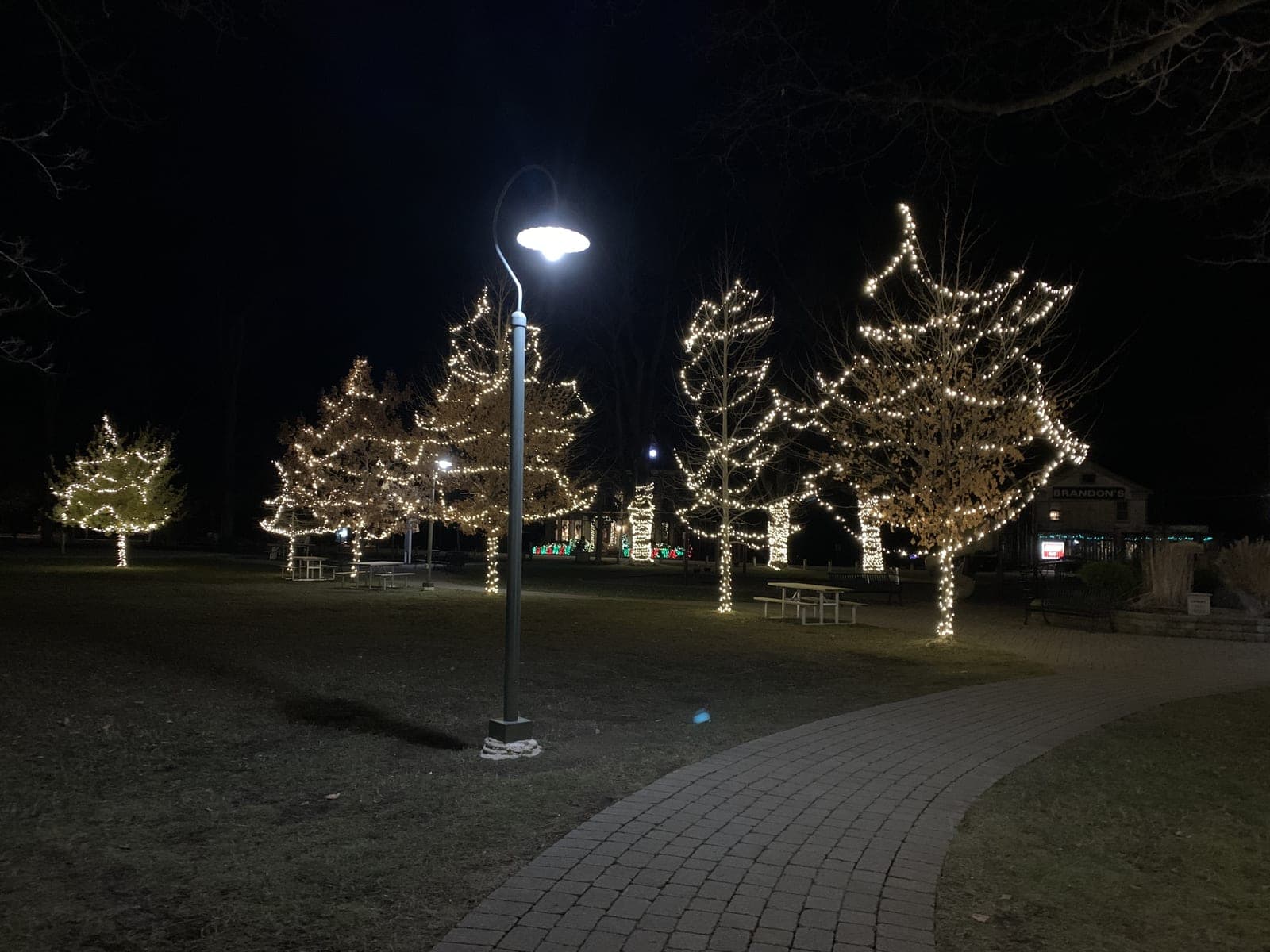 Town park trees wrapped in warm-white Christmas lights along a lamplit walkway